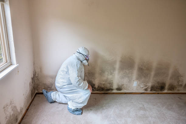 Best Emergency Mold Remediation in Carrollton, VA