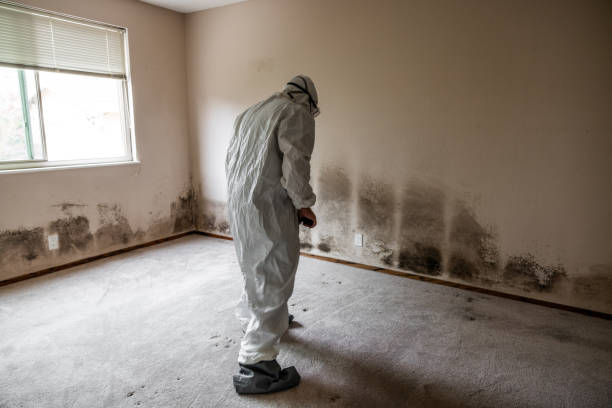Best Mold Remediation for Specific Building Types in Carrollton, VA