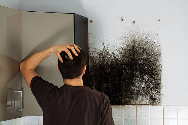Best Industrial Mold Remediation in Carrollton, VA