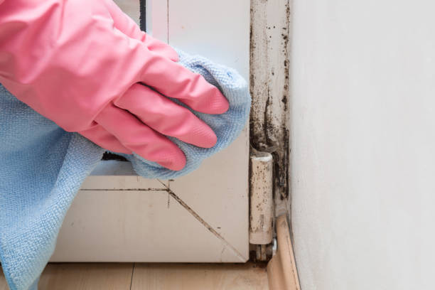 Carrollton, VA Mold Remediation Company